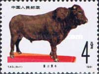 Quinchuan Cattle (Bos primigenius indicus)