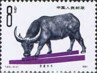Water Buffalo (Bubalus bubalis)