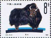 Yak (Bos mutus)