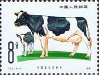 Black-and-white-spotted Cattle (Bos primigenius taurus)