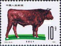 Red Beef Cattle (Bos primigenius taurus) 
