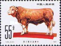 Simmental Cattle (Bos primigenius taurus)