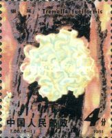 Tremella fuciformis