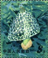Dictyophora indusiata