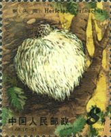 Hericium erinaceum