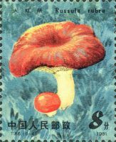 Russula rubra