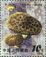 Lentinula edodes