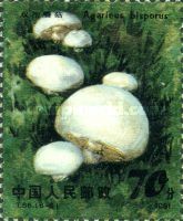 Agaricus bisporus