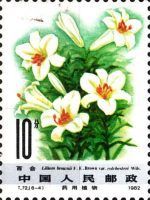 Lilium brownii