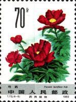 Paeonia latiflora