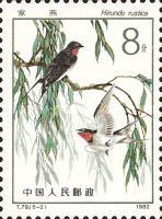 Barn Swallow-(Hirundo Rustica)