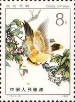 Black-naped Oriole (Oriolus chinesis)