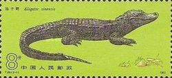 Chinese Alligator (Alligator sinensis)