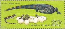 Chinese Alligator (Alligator sinensis)