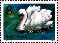 Mute Swan (Cygnus olor)