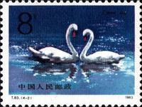 Mute Swan (Cygnus olor)