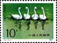 Tundra Swan (Cygnus columbianus)