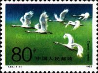 Whooper Swan (Cygnus cygnus)