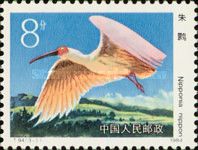 Crested Ibis (Nipponia nippon)
