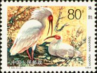 Crested Ibis (Nipponia nippon)