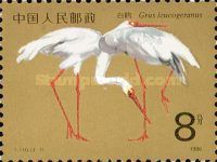 Siberian Crane (Grus leucogeranus)