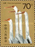 Siberian Crane (Grus Leucogeranus)