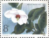 Magnolia sinensis