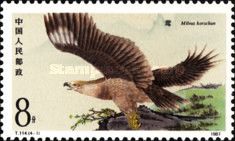 Black Kite (Milvus migrans)