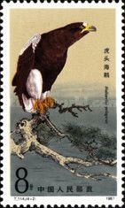 Steller's Sea Eagle (Haliaeetus pelagicus) (T114 4-2)