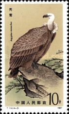 Cinereous Vulture (Aegypius monachus) (see Description)