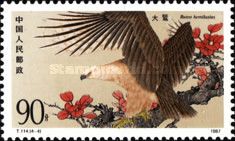 Upland buzzard (Buteo hemilasius) (see Description)