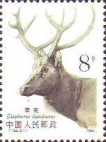 Pere David's Deer (Elaphurus davidianus)
