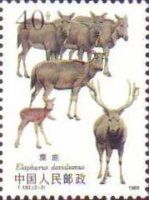 Pere David's Deer (Elaphurus davidianus)