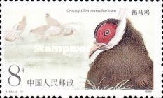 Brown Eared-Pheasant (Crossoptilon mantchuricum)