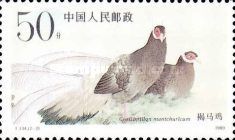 Brown - Eared Pheasant