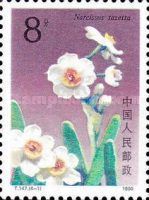 Narcissus tazetta