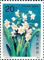 Narcissus tazetta