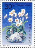 Narcissus tazetta