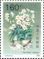 Narcissus tazetta