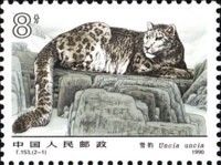 Snow Leopard (Panthera uncia)