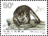 Snow Leopard (Panthera uncia)