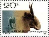 Saiga Antelope (Saiga tatarica)