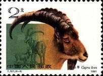 Ibex (Capra ibex)