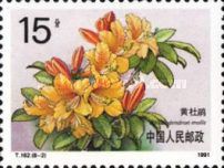 Yellow Azalea (Rhododendron molle)