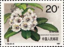 Zongbei Azalea