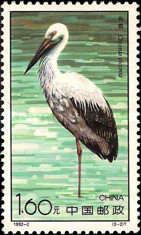 White Stork (Ciconia ciconia)