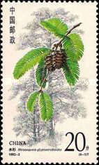 Metasequoia glypiostroboides