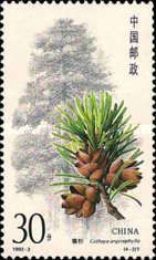 Coniferous trees, Cathaya argyrophylla