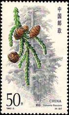 Coniferous trees, Taiwania flousiana
