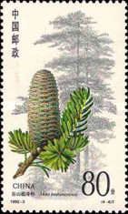 Coniferous trees, Abies benhazuensis